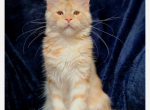 Pip - Maine Coon Kitten For Sale - 