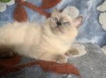 PUREBRED RAGDOLL FEMALE KITTEN - Ragdoll Kitten For Sale - East Earl, PA, US