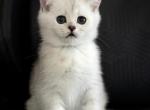 Nickalas - Scottish Straight Kitten For Sale - 