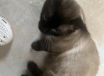 Siamese munchkin rug hugger male - Munchkin Cat For Sale - Kissimmee, FL, US