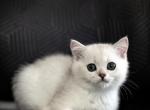 Jenny - Scottish Straight Kitten For Sale - Buffalo Grove, IL, US