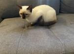 Susi - Siamese Kitten For Sale - 