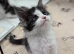 Amren - Maine Coon Kitten For Sale - 