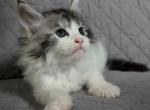 Tamlin - Maine Coon Kitten For Sale - 