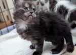 Feyre - Maine Coon Kitten For Sale - 