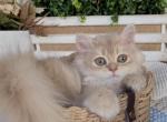 Lavender - British Shorthair Kitten For Sale - 