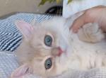 Lilac - British Shorthair Kitten For Sale - 