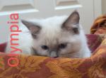 Lacey's Beautiful Ragdolls - Ragdoll Kitten For Sale - PA, US