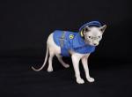 Purradox Hasani - Sphynx Kitten For Sale - 