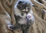 Dumpling & Romeo's litter - Persian Kitten For Sale - Warminster, PA, US