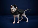 Purradox Elgin - Sphynx Kitten For Sale - 