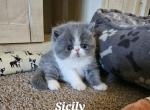 Sicily - Persian Kitten For Sale - 