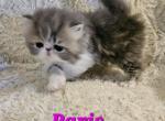 Paris - Persian Kitten For Sale - Warminster, PA, US