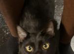 Shadow - Bombay Cat For Sale - Chicago, IL, US