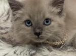 Blue point female - Ragdoll Kitten For Sale - 