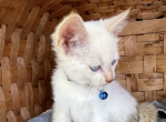 Benji - Siamese Kitten For Sale - Mount Solon, VA, US