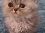 Pebbles Litter - Persian Kitten For Sale - 