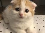 Red & White Fold Boy Long Legs - Scottish Fold Kitten For Sale - Lake Station, IN, US