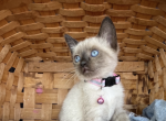 Lilly - Siamese Kitten For Sale - Mount Solon, VA, US