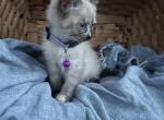 Pearl - Siamese Kitten For Sale - Mount Solon, VA, US