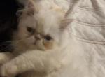 Persian flame point - Persian Kitten For Sale - Gardner, MA, US