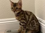 Simba - Bengal Kitten For Sale - 