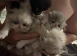 Perian kitties - Persian Kitten For Sale - 