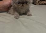 Persian kitty - Persian Kitten For Sale - Gardner, MA, US