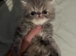 Persian grey - Persian Kitten For Sale - Gardner, MA, US