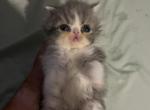 Persian grey & white - Persian Kitten For Sale - Gardner, MA, US