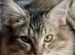 Daddy - Maine Coon Kitten For Sale - Charlotte, NC, US