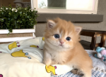 Yuto_reserved - Munchkin Kitten For Sale - 