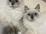 Casper - Himalayan Kitten For Sale - IL, US