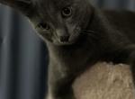 Velvet - Russian Blue Kitten For Sale - IL, US