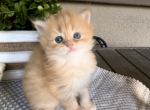 Ryan_reserved - Munchkin Kitten For Sale - 