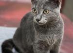 Vinny - Russian Blue Kitten For Sale - IL, US