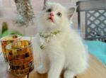 Fendi - Ragdoll Kitten For Sale - Las Vegas, NV, US