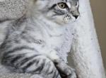 MASERATi - Maine Coon Kitten For Sale - 