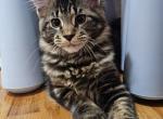 SONIA - Maine Coon Kitten For Sale - 