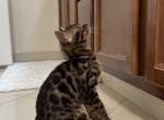 Olive - Bengal Kitten For Sale - 