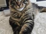 Tiger - Maine Coon Kitten For Sale - 