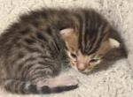 Bell - Bengal Kitten For Sale - 