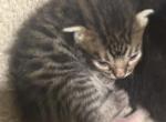 Charlie - Bengal Kitten For Sale - Concord, NH, US