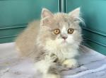 Tim - British Shorthair Kitten For Sale - Los Angeles, CA, US