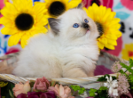 2 sweet - Ragdoll Kitten For Sale - Winona, MN, US