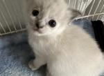 Automnes Kittens - Persian Kitten For Sale - 