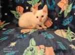 Bubbles babies 2 - Siamese Kitten For Sale - 