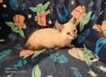 Bubbles babies 3 - Siamese Kitten For Sale - Ashland, PA, US