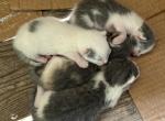 Kittens - Domestic Kitten For Sale - 