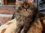 Adorable Persian CFA Registered Female Kitten - Persian Kitten For Sale - 